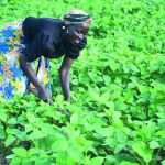Climate change threatens Nigeria’s future food security