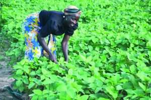 Climate change threatens Nigeria’s future food security