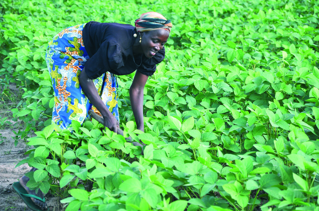 Climate change threatens Nigeria’s future food security Climate change threatens Nigeria’s future food security