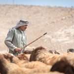Israeli settlers attack Palestinian property in Jordan Valley