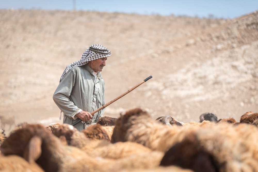 Israeli settlers attack Palestinian property in Jordan Valley Israeli settlers attack Palestinian property in Jordan Valley