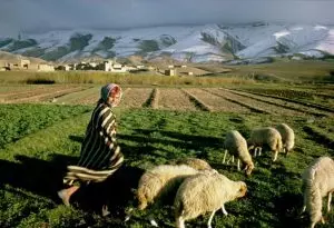 Morocco launches emergency plan for farmers and breeders