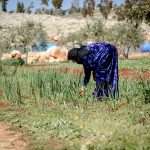 Climate change disproportionately impacts women in the MENA region