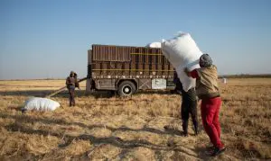 Syria: 16.3 million at risk of food insecurity in 2025