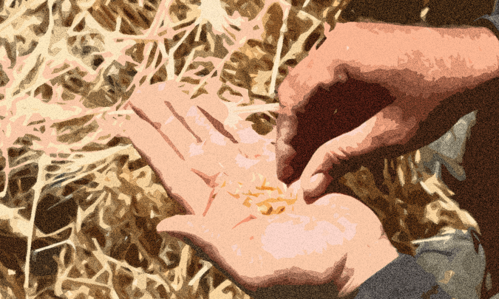 Russia emerges as key wheat supplier to Libya Russia emerges as key wheat supplier to Libya