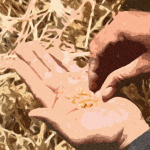 Russia emerges as key wheat supplier to Libya