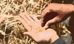 Russia emerges as key wheat supplier to Libya