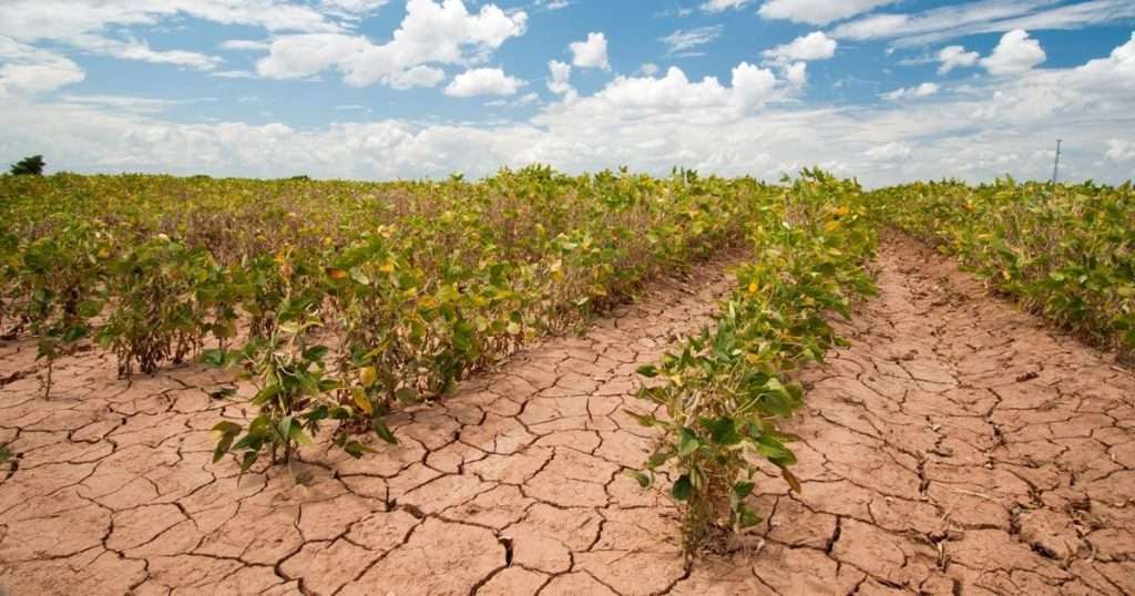 Scientists link climate crisis to global food price surges