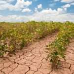 Scientists link climate crisis to global food price surges