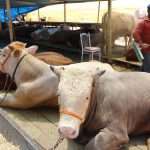 Turkey shuts livestock markets amid disease outbreak