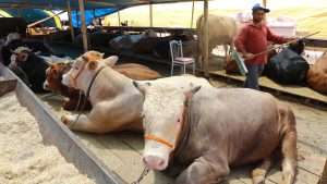 Turkey shuts livestock markets amid disease outbreak