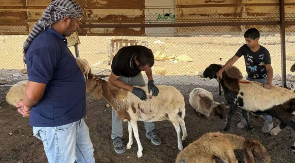 Israeli settlers accused of killing sheep in the West Bank