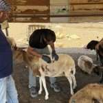 Israeli settlers accused of killing sheep in the West Bank