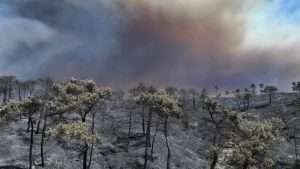 Syria: Relentless wildfires raze forest and farmland
