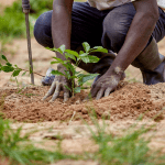 Libya planting one million trees by 2026