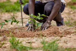 Libya planting one million trees by 2026