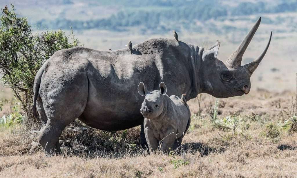 Rhino populations experiencing turbulence globally