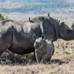 Rhino populations experiencing turbulence globally
