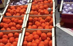 Spanish police find huge stash of Moroccan drugs hidden in oranges