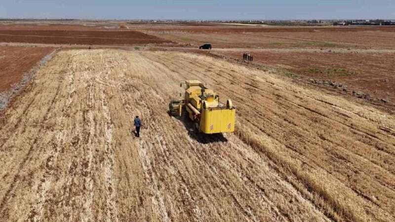 Wheat shortage in Syria risks severe hunger for millions