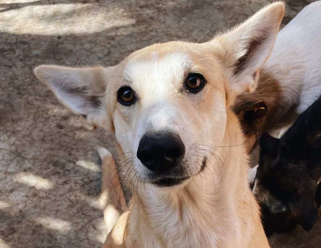 Why Moroccan Media still won’t report on viral dog story