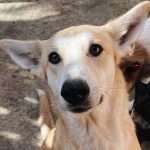 Why Moroccan Media still won’t report on viral dog story