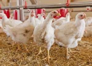 Morocco suspends poultry imports from Portugal amid bird flu case