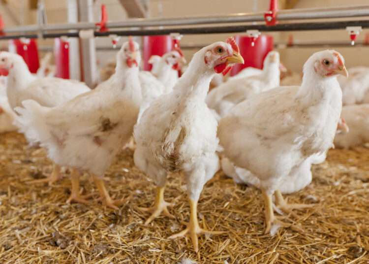 Morocco suspends poultry imports from Portugal amid bird flu case Morocco suspends poultry imports from Portugal amid bird flu case