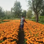 Climate change endangers Mexico’s Day of the Dead flower