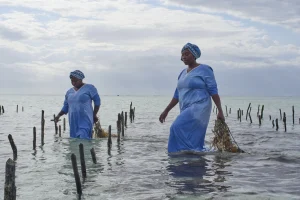 The Zanzibar women driving the seaweed farming economy The Zanzibar women driving the seaweed farming economy