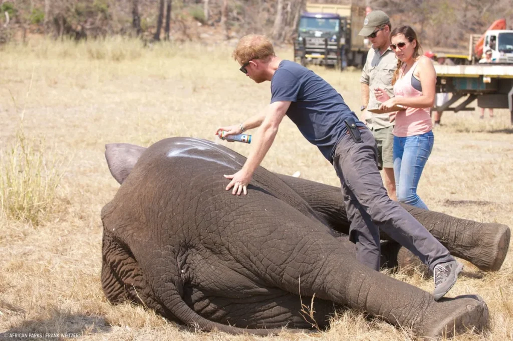 Chad ends partnership with Prince Harry-linked wildlife group