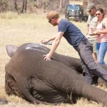 Chad ends partnership with Prince Harry-linked wildlife group