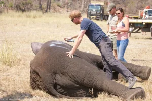 Chad ends partnership with Prince Harry-linked wildlife group