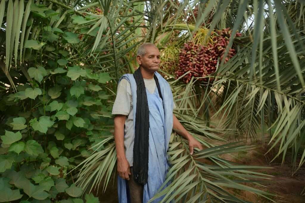 Climate change in Mauritania threatens date farmers