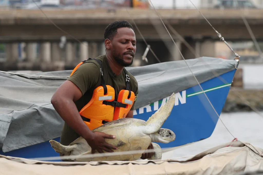 Nigeria: conservationists rehabilitate endangered sea turtles Nigeria: conservationists rehabilitate endangered sea turtles