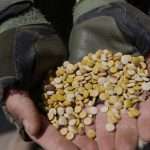 Syria: interior ministry seizes 12 million captagon pills