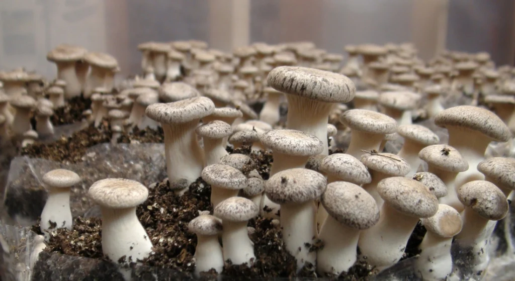 Kenyan farm turns mushrooms into materials for eco homes
