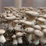 Kenyan farm turns mushrooms into materials for eco homes