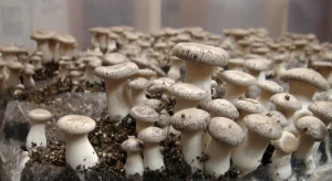 Kenyan farm turns mushrooms into materials for eco homes