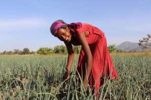 Women in Nairobi restoring traditional agriculture