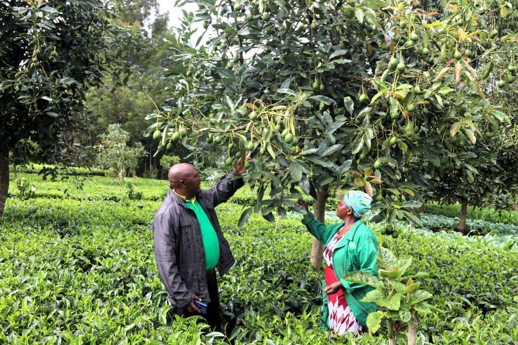 The Nairobi women reviving traditional agriculture The Nairobi women reviving traditional agriculture