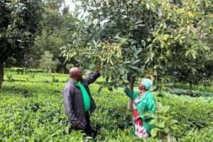 The Nairobi women reviving traditional agriculture