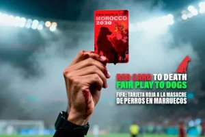 FIFA: Spanish group decry Morocco’s killing of stray dogs FIFA: Spanish group decry Morocco’s killing of stray dogs