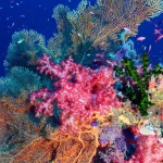 A glimpse of hope for deep‑sea life off the East African coast