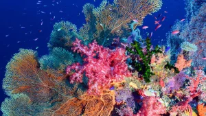 A glimpse of hope for deep‑sea life off the East African coast