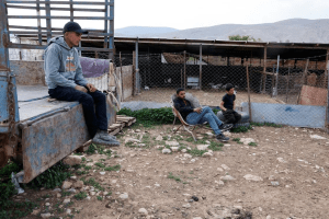 East of Jerusalem: Bedouins attacked by Israeli settlers
