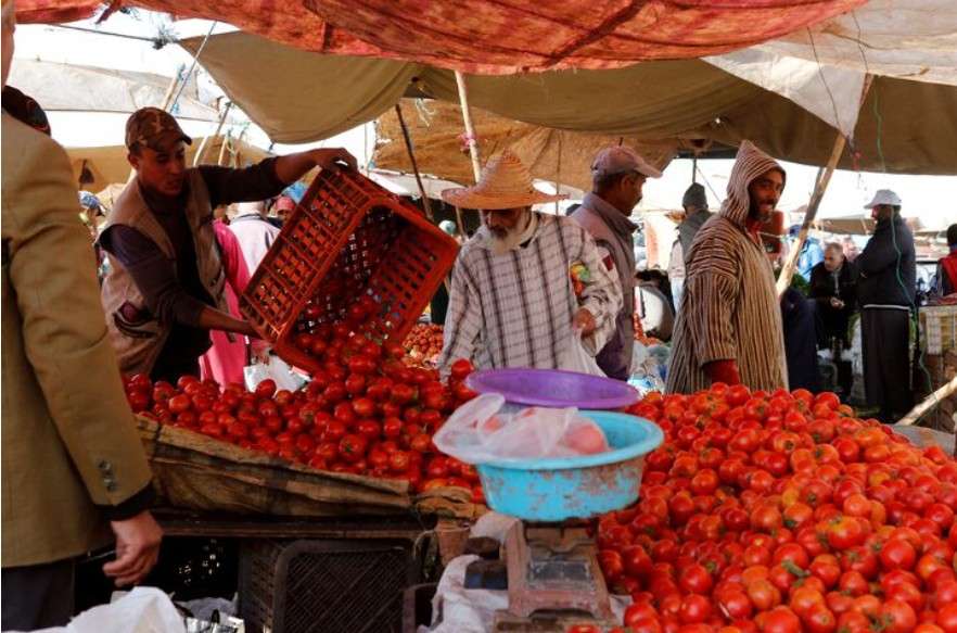 Morocco hits record high tomato export numbers to Ireland