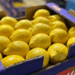 Morocco breaks record with  million lemon exports to the UK
