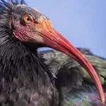 Rare bird species thrives in Morocco after breeding success