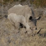 Namibia fails in attempt to legalise rhino trade